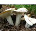 Мицелий Груздя перечного (Lactarius piperatus)